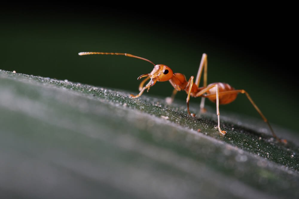 Argentine Ant