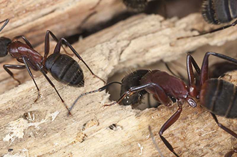 Carpenter Ant