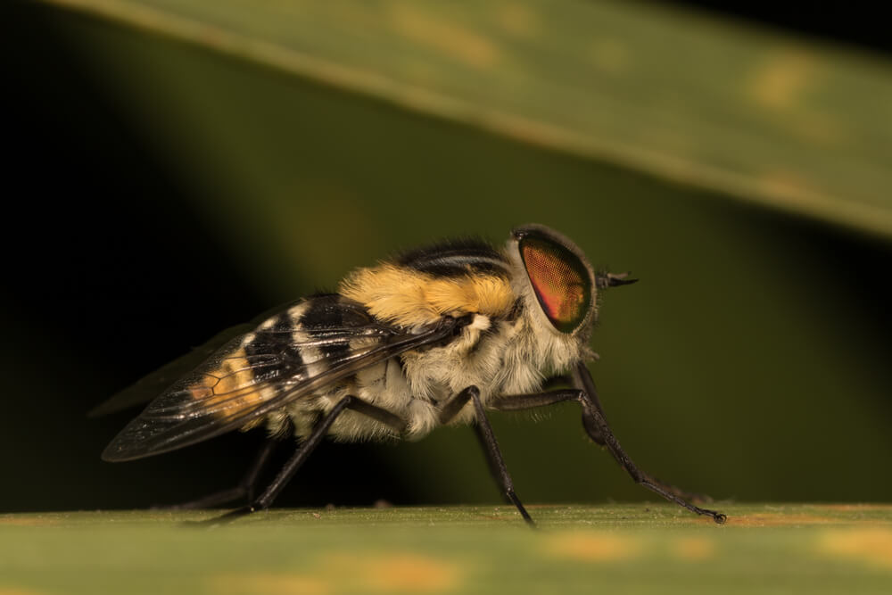 Horse Fly