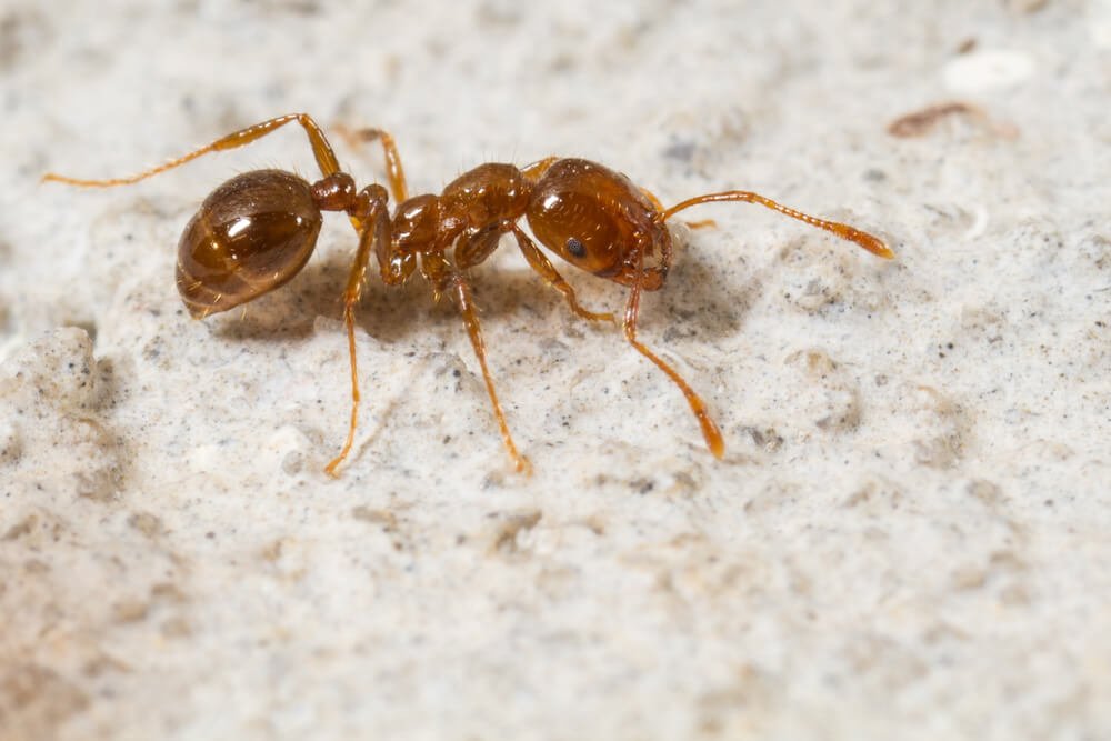 Red imported fire ant