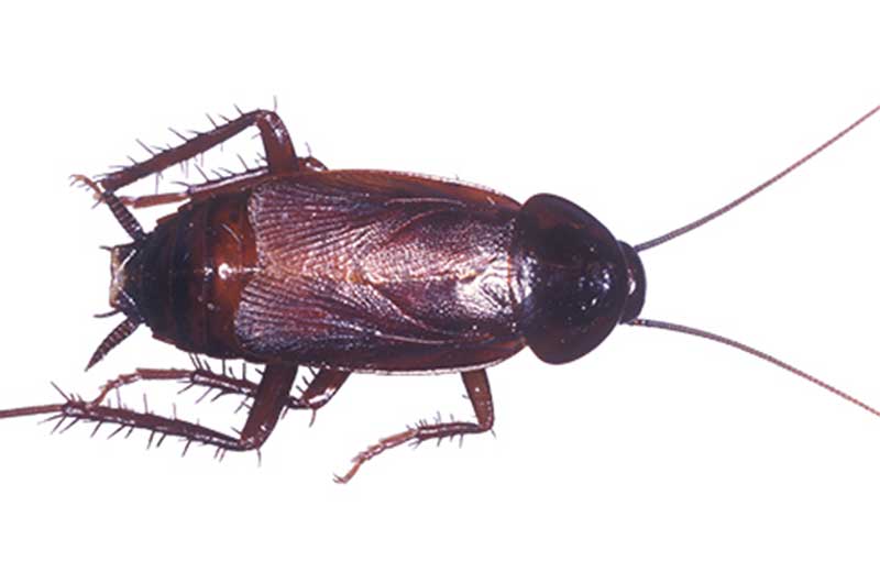 Oriental Cockroach